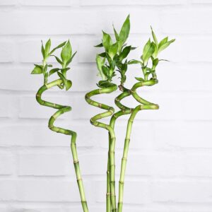 lucky bamboo Weekly Flower delivery mumbai Subscription standard