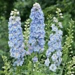 delphinium