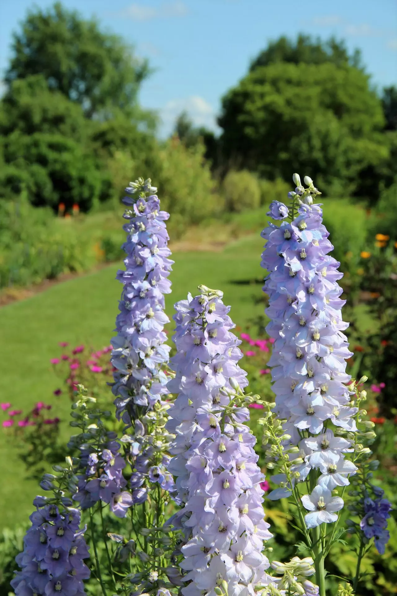 delphinium lavender
