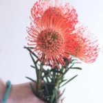 pincushion