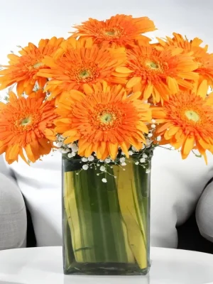 orange gerbera flower vase with gypsophila fillers