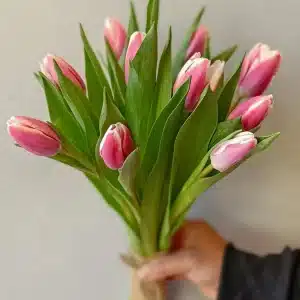 tulip