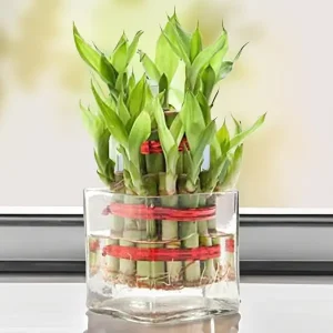 luck bamboo plant