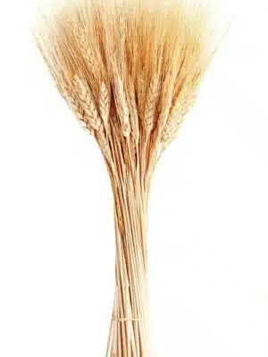 100% real dried wheat stems