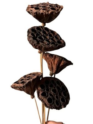 lotus pods