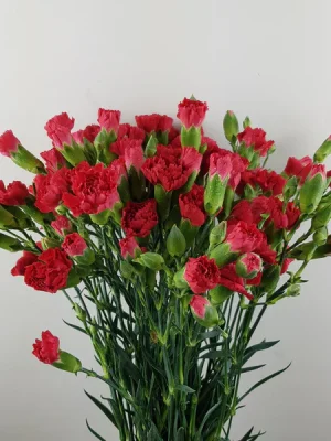 red spray carnation Monthly weekly Flower delivery Subscription standard