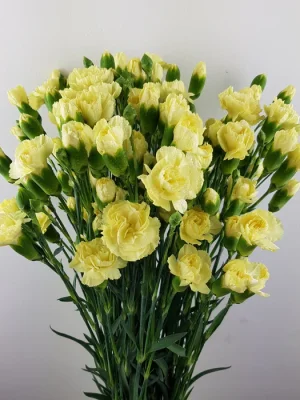 yellow spray carnation