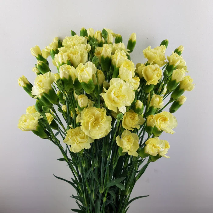 yellow spray carnation